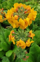 Primula  'Orange Flame'